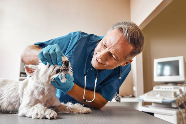 Best 24-Hour Emergency Dentist in Myrtle Grove, NC